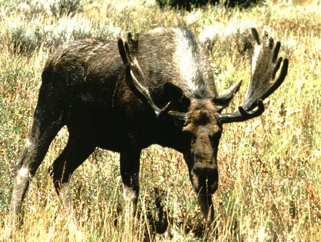 Alces americanus