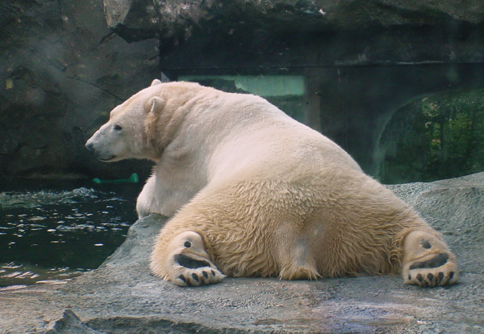 polarbear