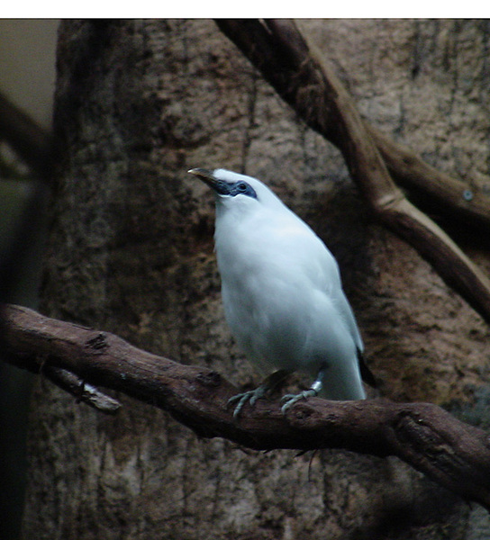 rmynah1