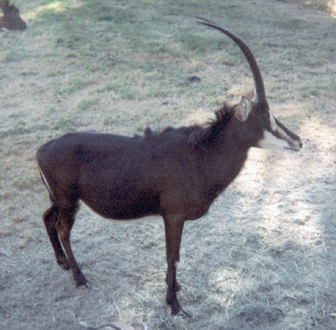 Artiodactyla