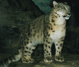 Pantherinae