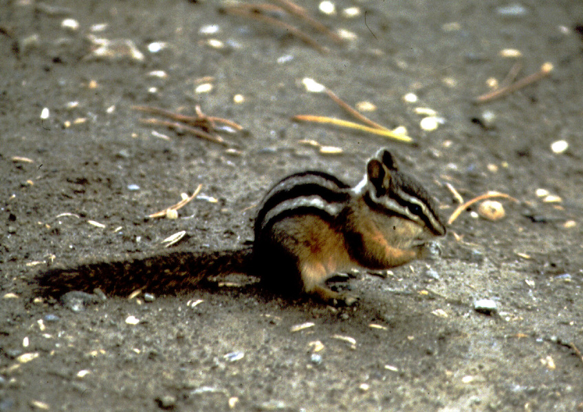 Eumetazoa