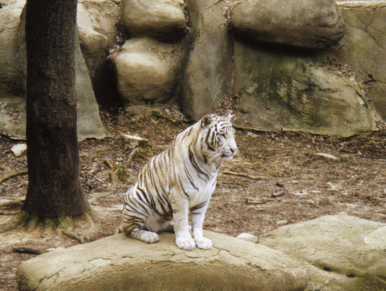 whitetiger