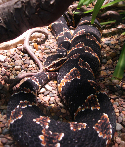 Agkistrodon taylori