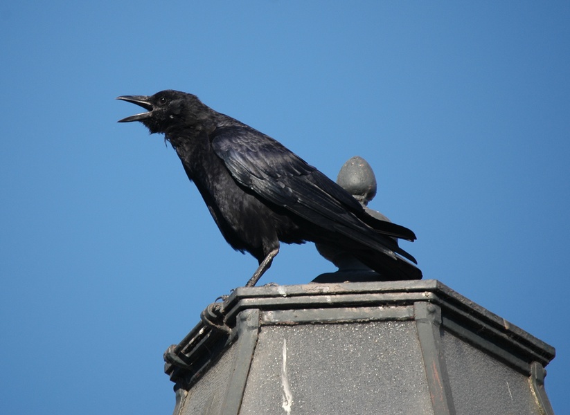 Corvus