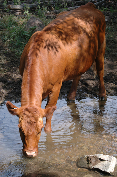 Bos taurus