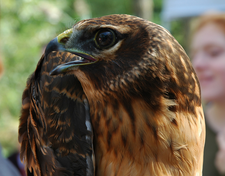 Falconiformes