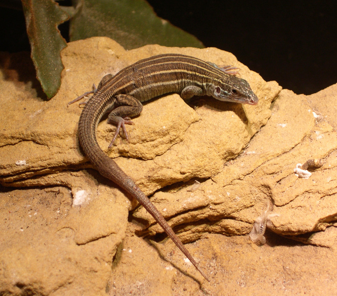 Cnemidophorus uniparens