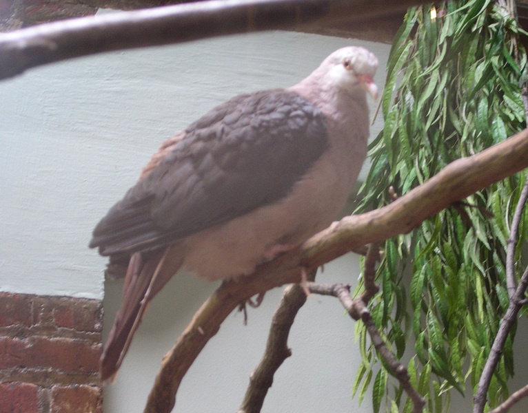 Columbidae