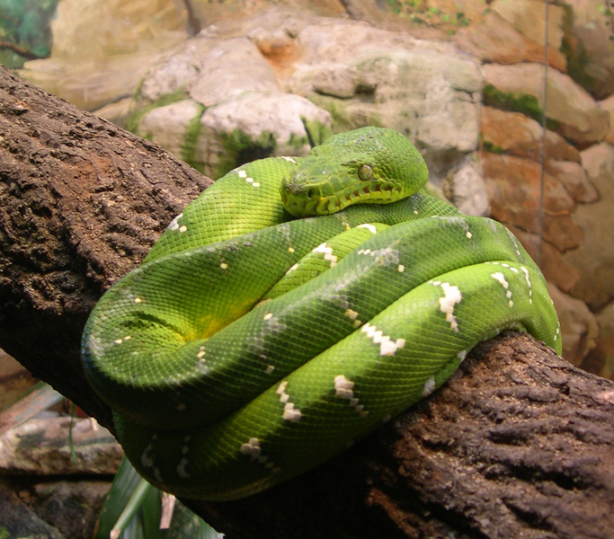 Corallus_caninus