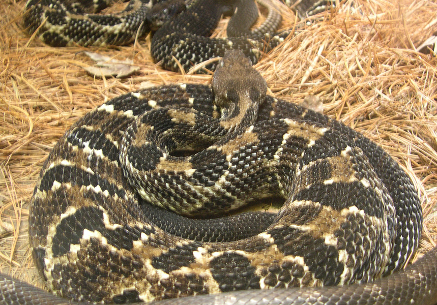 Crotalus horridus