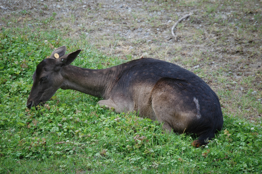 Artiodactyla