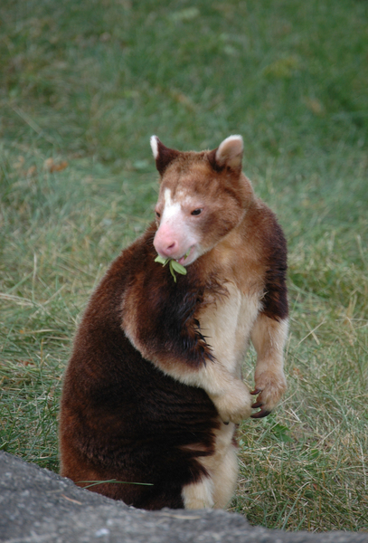 Macropodiformes