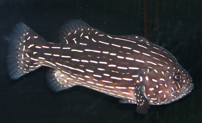 Photo of Grammistes sexlineatus