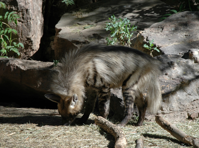 Hyaena hyaena