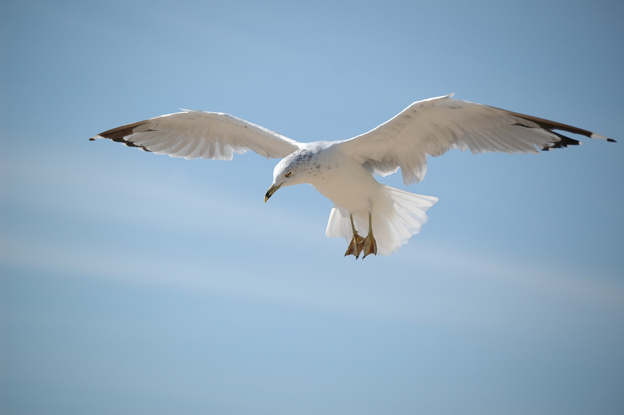 Larus delawarensis