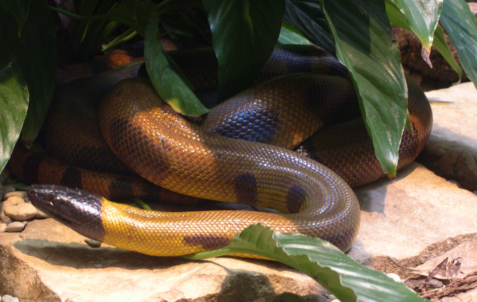 Bothrochilus boa