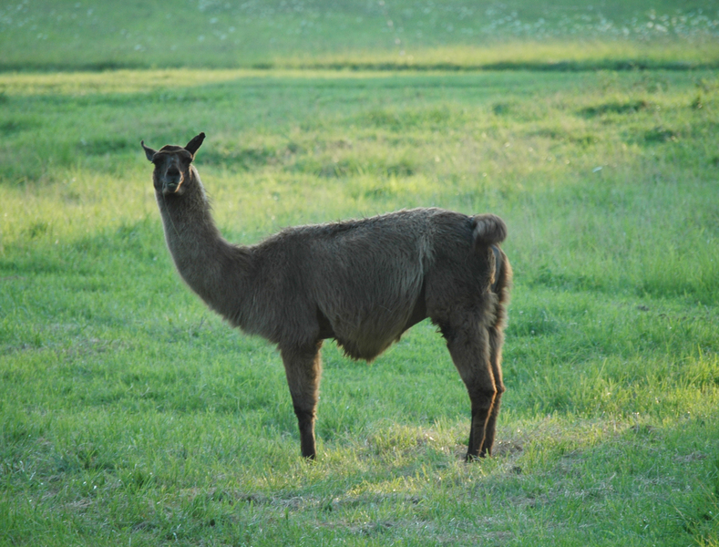 Artiodactyla