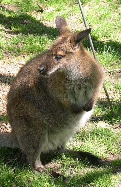 Diprotodontia