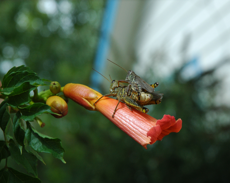 Melanoplus