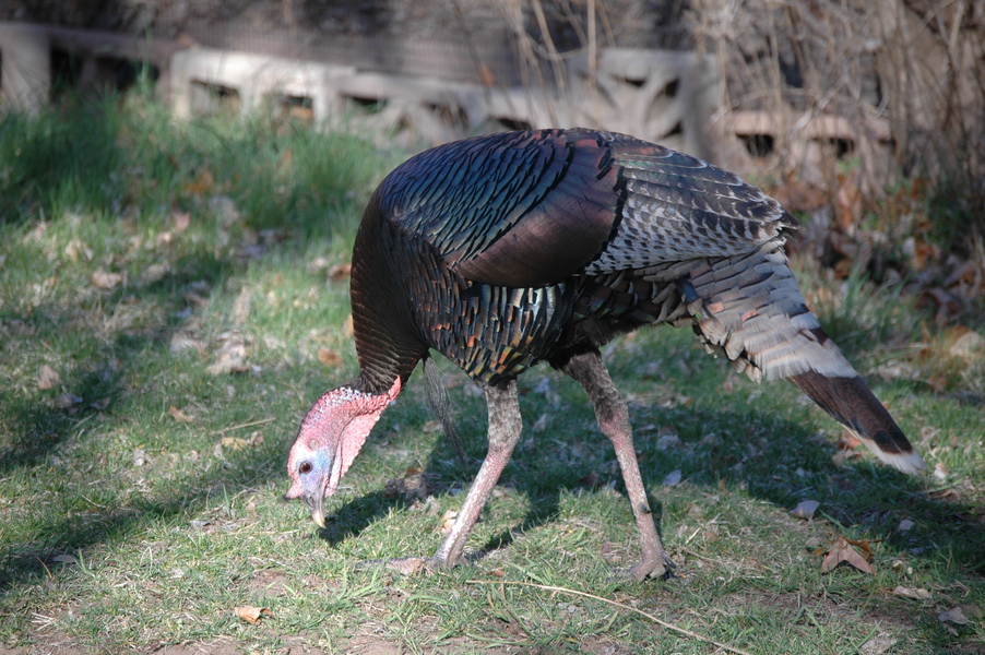 Meleagris gallopavo