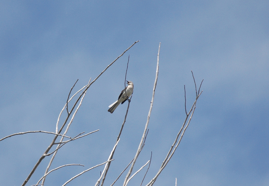 Mimus polyglottos