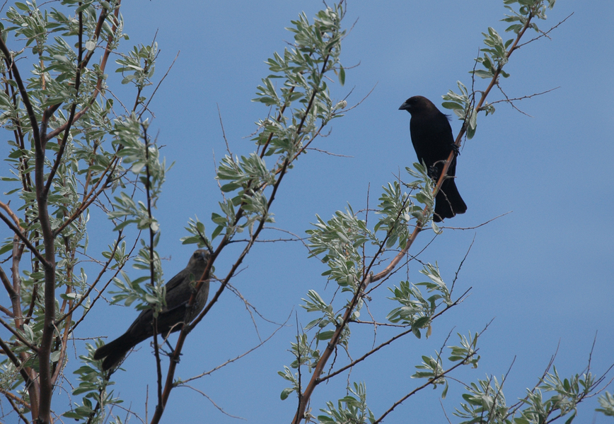 Icteridae