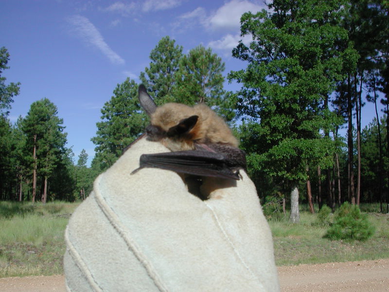 Myotis evotis