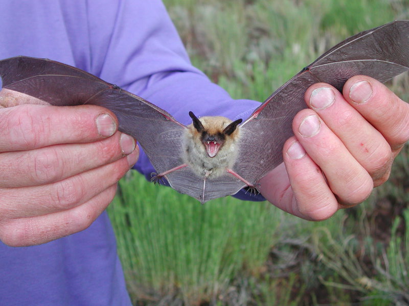 Myotis thysanodes