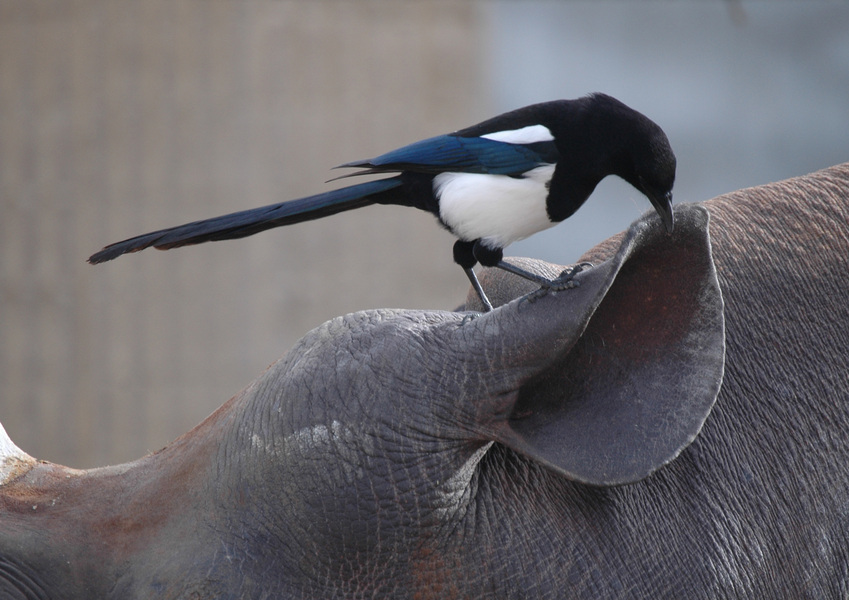 Passeriformes