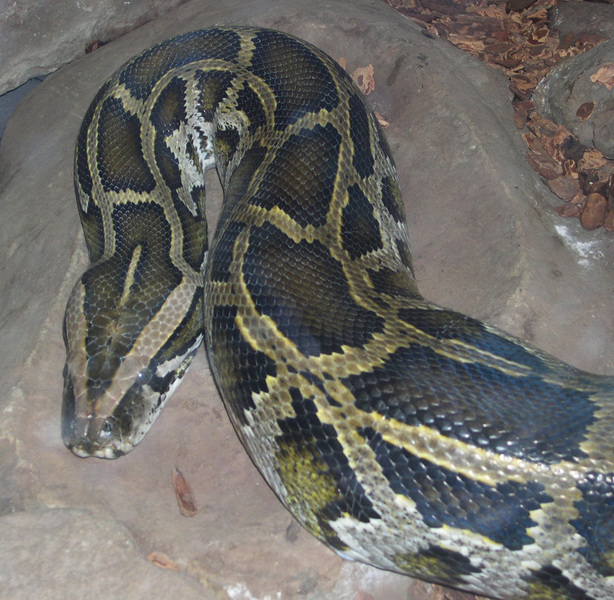 Python_molurus