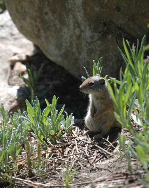 Spermophilus armatus