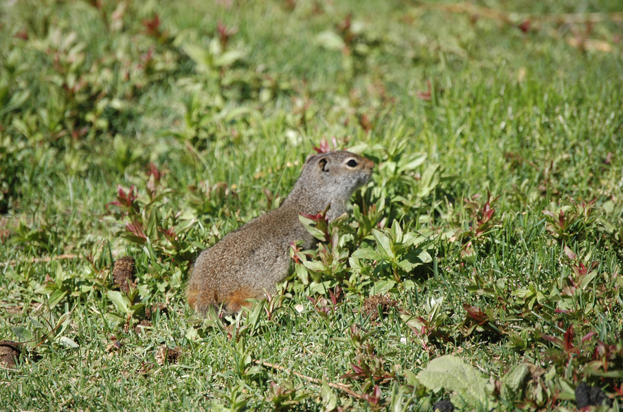 Spermophilus armatus