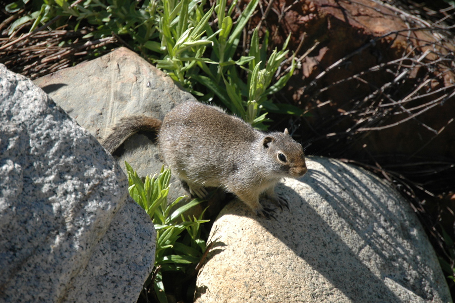 Sciuridae