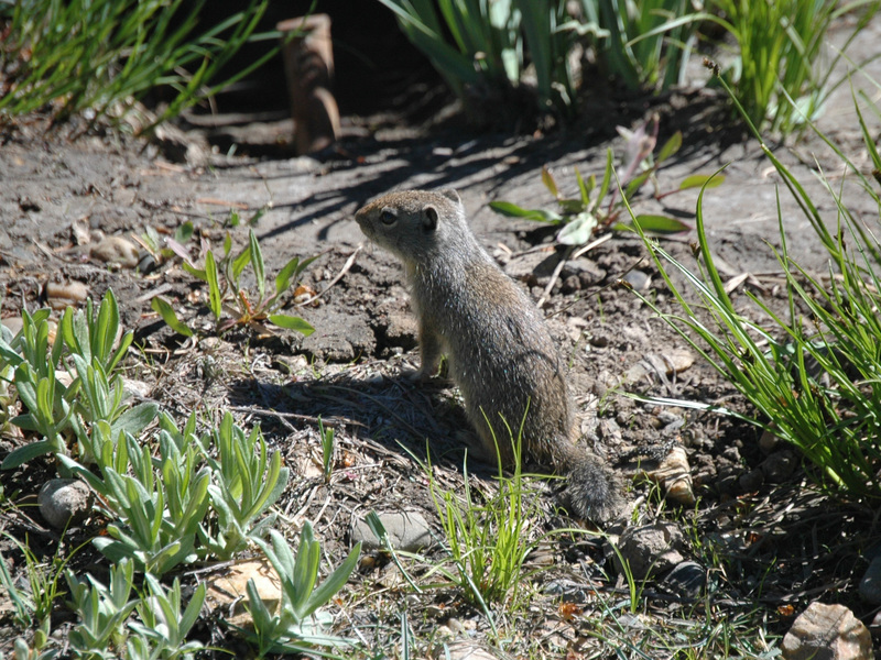 Spermophilus armatus