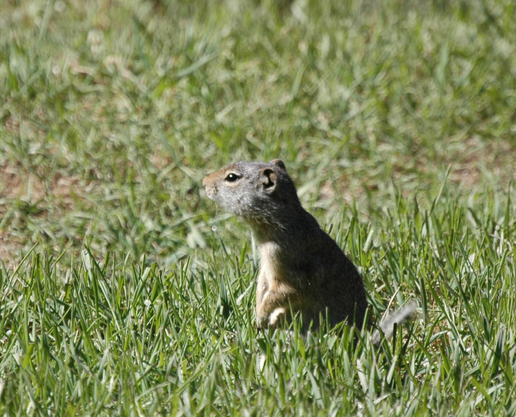 Spermophilus