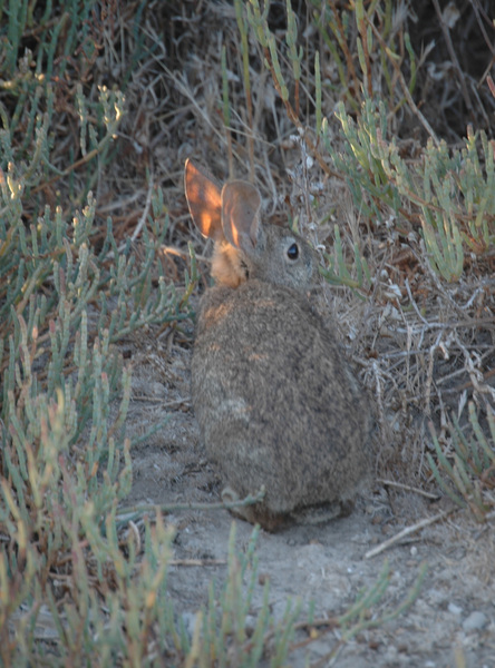 Sylvilagus bachmani