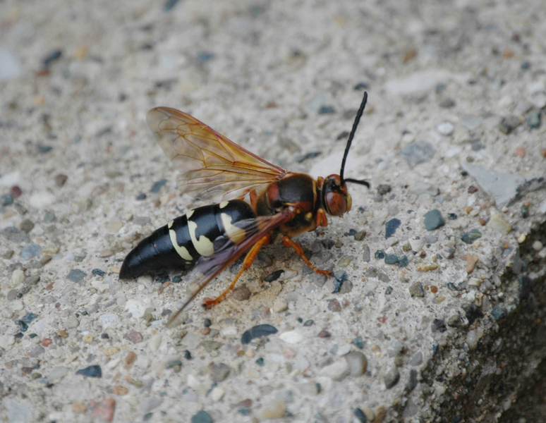 Sphecius