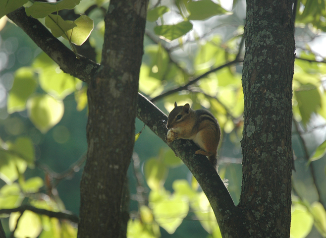 Photo of Tamias striatus