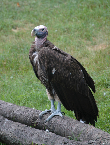 Falconiformes