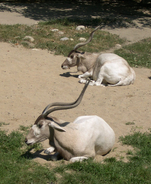 addax2