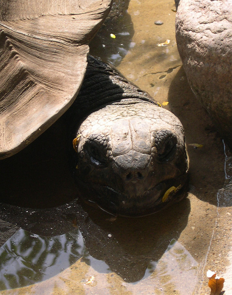 Dipsochelys dussumieri