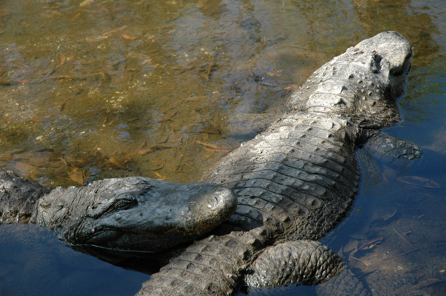 Alligator mississippiensis