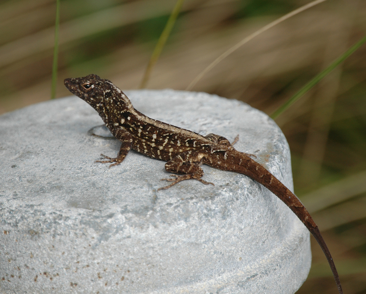 Polychrotidae