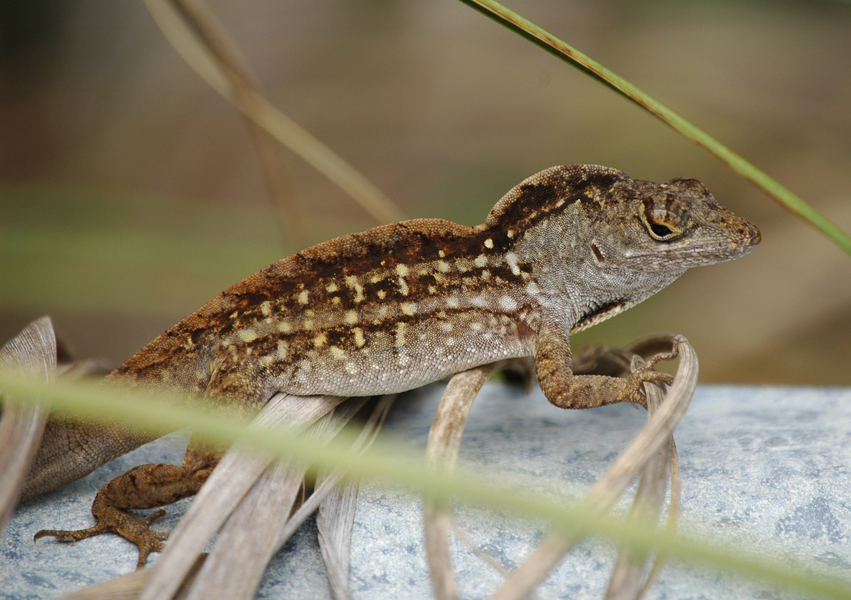 Polychrotidae