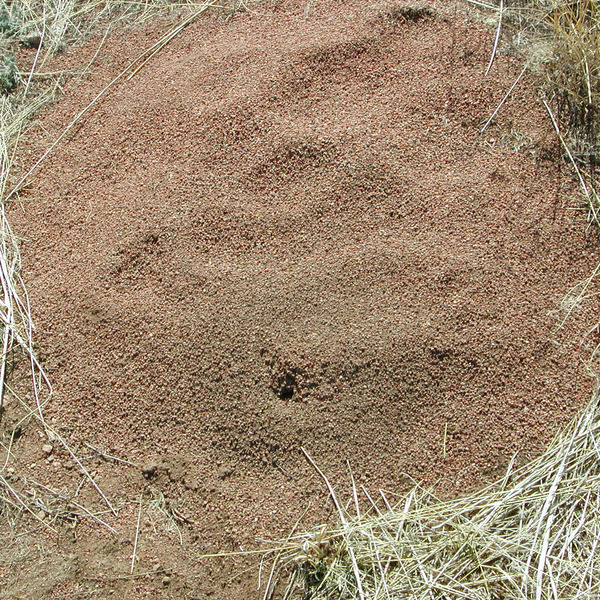 anthill