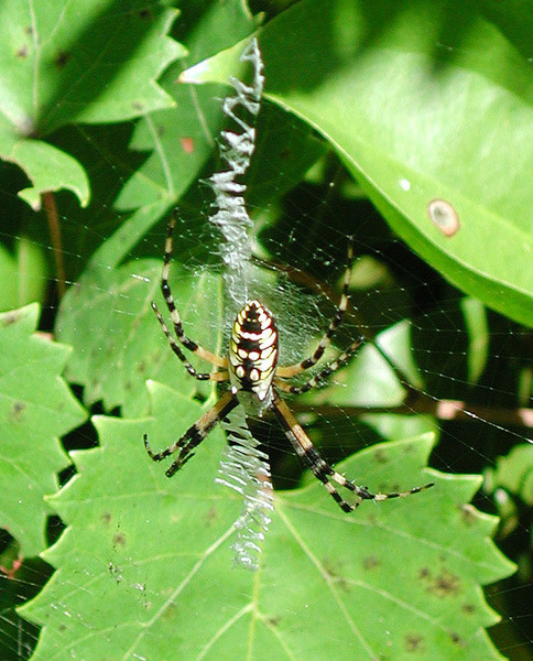 Arachnida