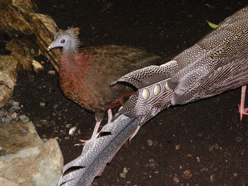 Galliformes