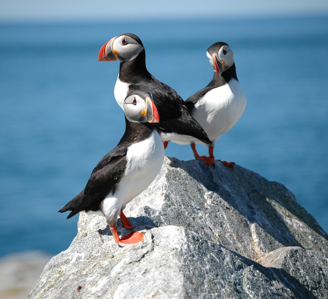 atlanticpuffins