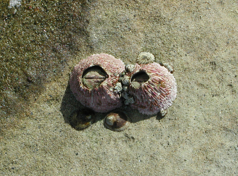 Trochozoa